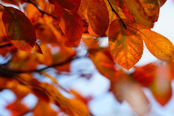 autumn leaves background