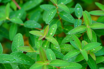 close up of a plant