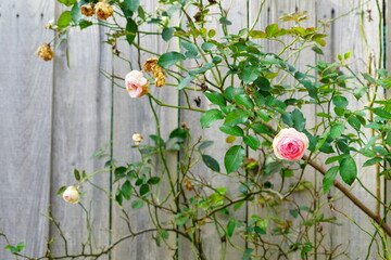 flowers in the garden