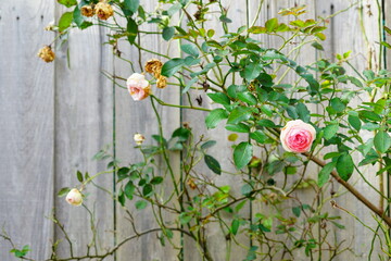 flowers on the fence