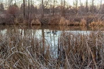 Mallard Ducks Swimming On The River During Fall Migration In Wisconsin