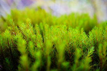 green grass background