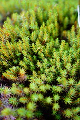 close up of a moss