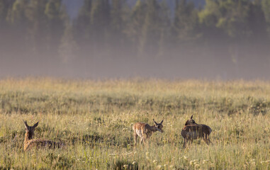 Pronghorn Doe and Fawns in Wyoming in Summer