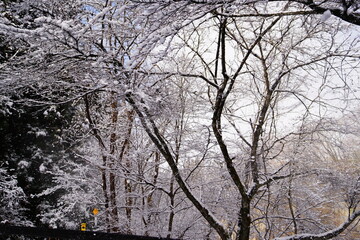 trees in winter