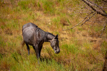 A herd of horses graze in the meadow in summer, eat grass, walk and frolic. Pregnant horses and...