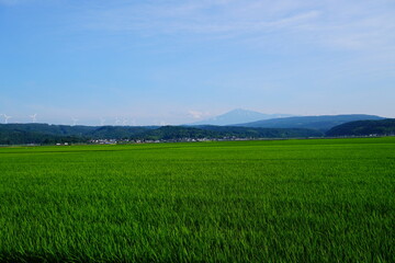 green field and blue sky