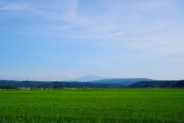 green field and blue sky