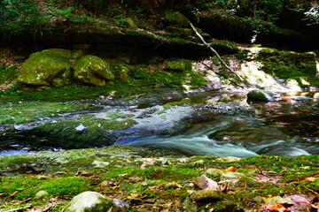 stream in the forest