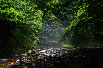 waterfall in the forest
