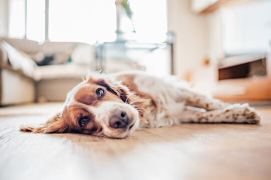 Sleeping cute brown spotted dog on the floor at home.