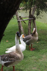geese