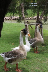 geese
