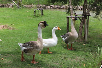 geese