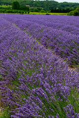 Fototapeta premium View on rows of blossoming purple lavender, green fiels and Lacoste village in Luberon, Provence, France in July
