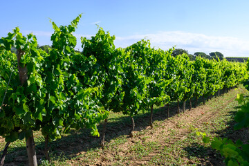 View on green grand cru vineyards Cotes de Provence, production of rose wine near Ramatuelle...