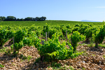 Fototapeta na wymiar Vineyards of Chateauneuf du Pape appellation with grapes growing on soils with large rounded stones galets roules, lime stones, gravels, sand.and clay, famous red wines, France