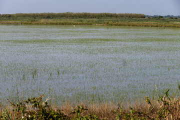 Cultivation of rice cereals in Camargue, Provence, France. Rice plants growing on organic farm fields.