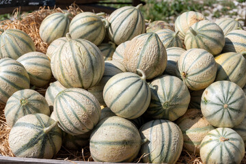 Melons from Cavaillon, ripe round charentais honey cantaloupe melons on local market in Provence,...