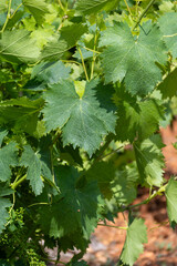 French red and rose wine grapes plants in row, Costieres de Nimes AOP domain or chateau vineyard,...