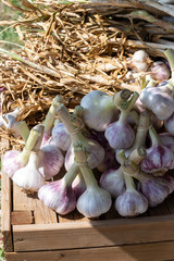 Bunch of fresh aromatic french violet or rose garlic on market in Provence