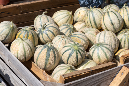 Melons from Charentais, ripe round charentais honey cantaloupe melons on local market in Provence, France