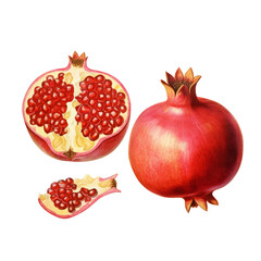 Botanical illustration, pomegranate whole and half in retro style, PNG. Generative AI