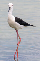Black-winged Himantopus himantopus Recurvirostridae family and genus Himantopus common bird in aiguamolls emporda girona spain