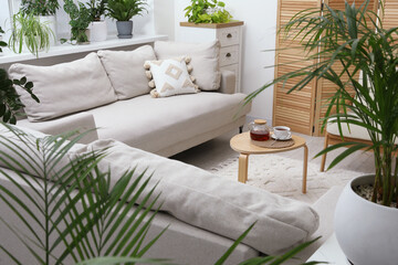 Stylish room with different potted green plants and comfortable sofa. Interior design