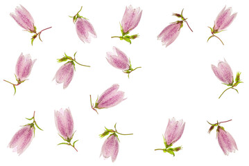 Frame of pink flowers bell (Campanula) on a white background. Beautiful flower composition. Wedding invitation mockup.