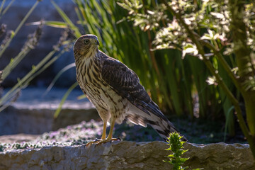 Juvenile Cooper's Hawk standing on a rock wall