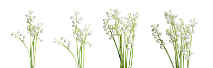 Fototapeta na wymiar Set of beautiful lily of the valley flowers on white background
