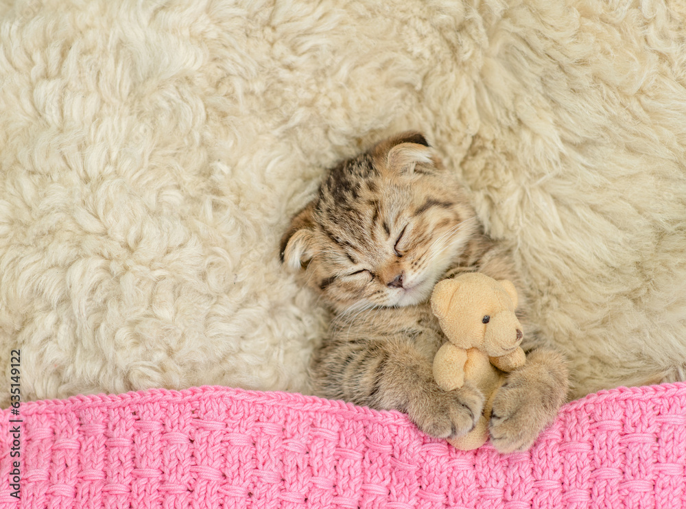 Poster cozy tiny fold tabby kitten sleeps under warm plaid with favorite toy bear on the bed at home. top d