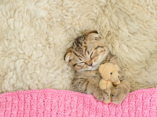 Cozy tiny fold tabby kitten sleeps under warm plaid with favorite toy bear on the bed at home. Top...