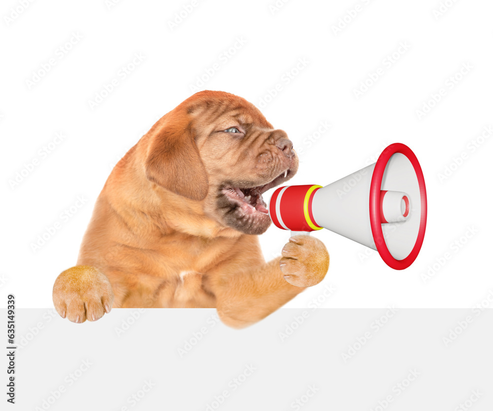 Poster funny mastiff puppy barks into megaphone above empty white banner. isolated on white background