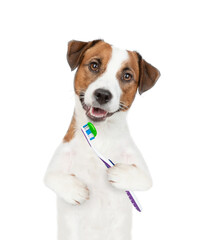 Funny Jack Russell terrier puppy holds toothbrush and looks at camera. isolated on white background