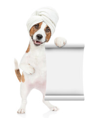 jack russell terrier puppy with towel on his head shows empty list. isolated on white background
