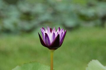 Violet water lily on blurred green nature background