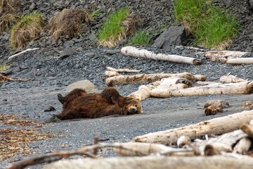 Fototapeta premium Brown bear bedding on beach