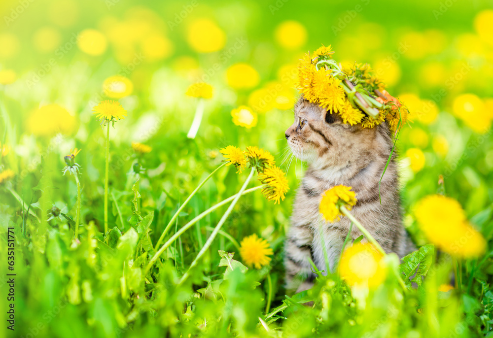 Poster tiny kitten wearing wreath of dandelions sits on green lawn and looks away. empty space for text