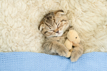 Fototapeta na wymiar Cozy tiny fold tabby kitten sleeps under warm plaid with favorite toy bear on the bed at home. Top down view