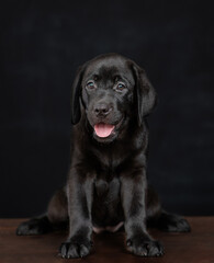 Fototapeta na wymiar Black labrador puppy sitting in front view on dark background