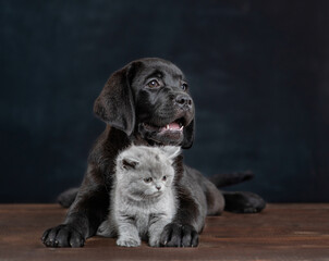 Black labrador puppy hugs tiny kitten on dark background