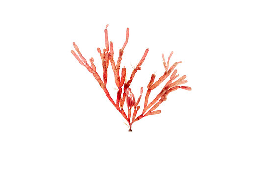 Lomentaria articulata red algae branch isolated transparent png. Rhodophyta seaweed with jointed cylindrical frond.
