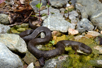 Dice snake // Würfelnatter (Natrix tessellata) - Bulgaria
