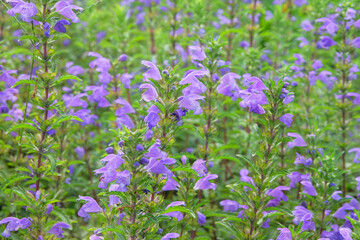 Fototapeta premium Nepeta cataria in farming and harvesting. Growing herb at home. Rustic farm garden.