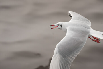 white seagulls that migrate seasonally.