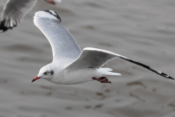 white seagulls that migrate seasonally.