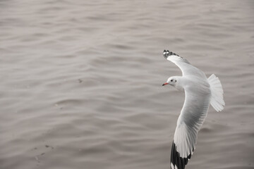 white seagulls that migrate seasonally.