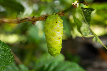 Noni fruits with green leafs in the tree. Morinda citrifolia also called Indian Mulberry has a very unusual shape